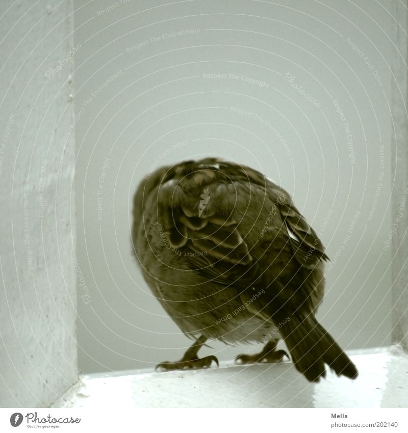 Tu's nicht! Geländer Reling Tier Vogel Flügel Spatz 1 Blick sitzen Neugier niedlich braun grau Interesse Sehnsucht Natur Einsamkeit einzeln Feder Farbfoto