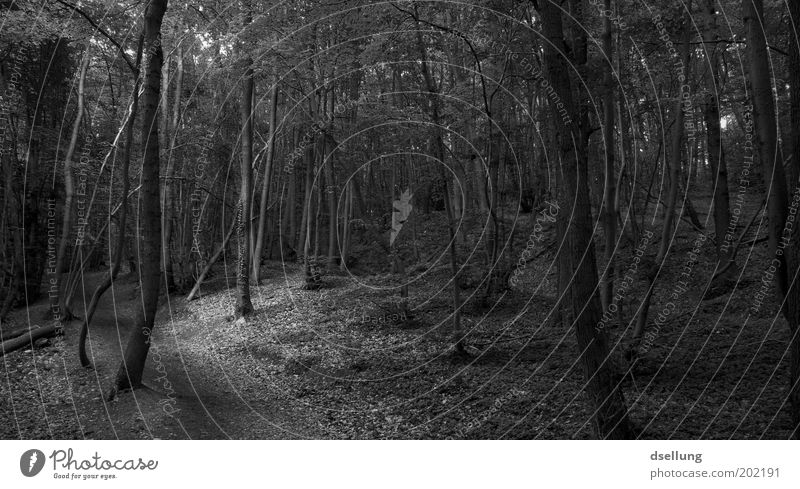 Dunkler Wald Umwelt Natur Landschaft Pflanze Baum Grünpflanze Wildpflanze dunkel natürlich Schwarzweißfoto Außenaufnahme Menschenleer Abend Dämmerung Licht