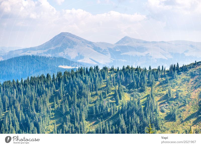 Grüne Kiefer in den Bergen schön Ferien & Urlaub & Reisen Tourismus Sommer Sommerurlaub Berge u. Gebirge Umwelt Natur Landschaft Pflanze Himmel Wolken