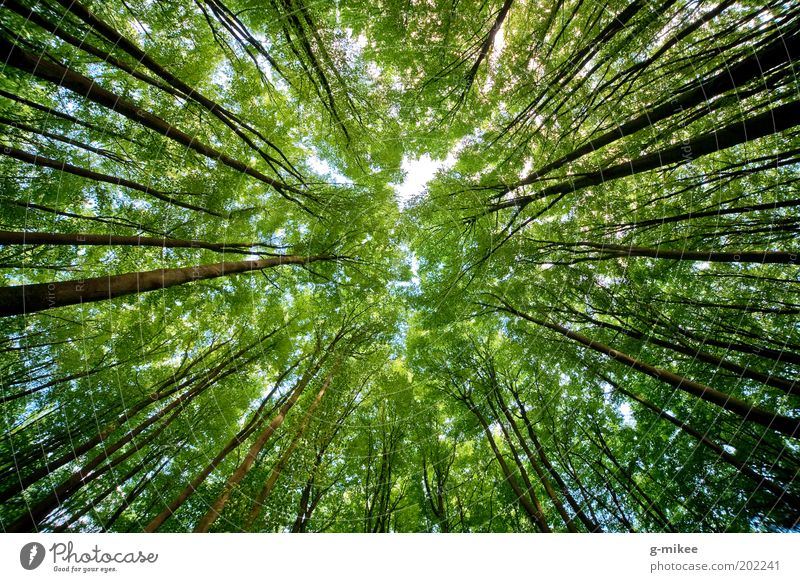 treetops Natur Himmel Frühling Baum Park Wald groß hoch oben Laubbaum Mittelpunkt Baumkrone Farbfoto mehrfarbig Außenaufnahme Menschenleer Tag Kontrast