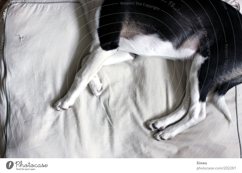 Hilfe, mein Bett schrumpft... Tier Haustier Hund Fell Pfote 1 Tierjunges Erholung schlafen träumen schön niedlich Sauberkeit weich schwarz weiß Gelassenheit