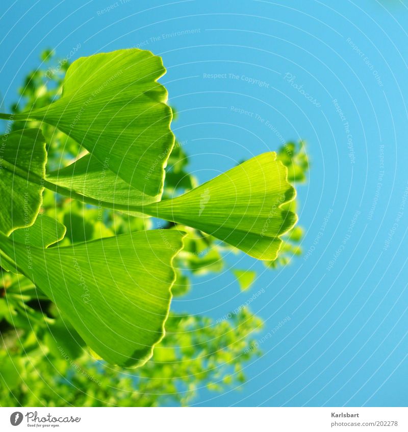 ginkon. schön Umwelt Natur Himmel Sonnenlicht Schönes Wetter Pflanze Baum Ginkgo Heilpflanzen blau grün Farbfoto mehrfarbig Außenaufnahme Detailaufnahme
