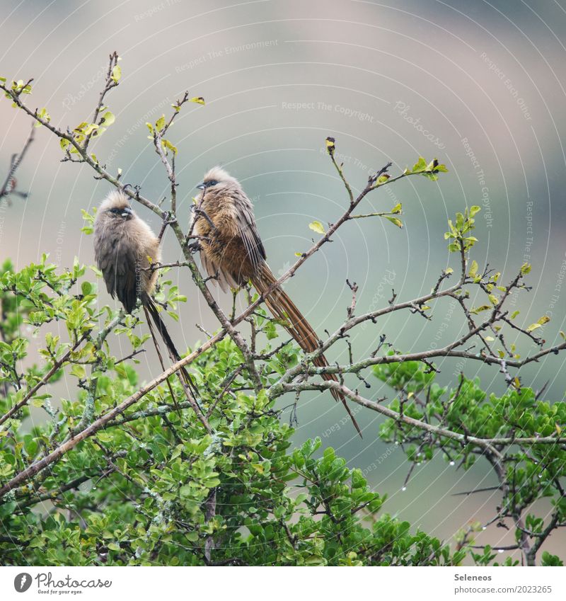 Mousebirds im Regen Ausflug Ferne Freiheit Umwelt Natur Wasser Wassertropfen schlechtes Wetter Sträucher Tier Wildtier Vogel Tiergesicht Flügel 2 nah nass