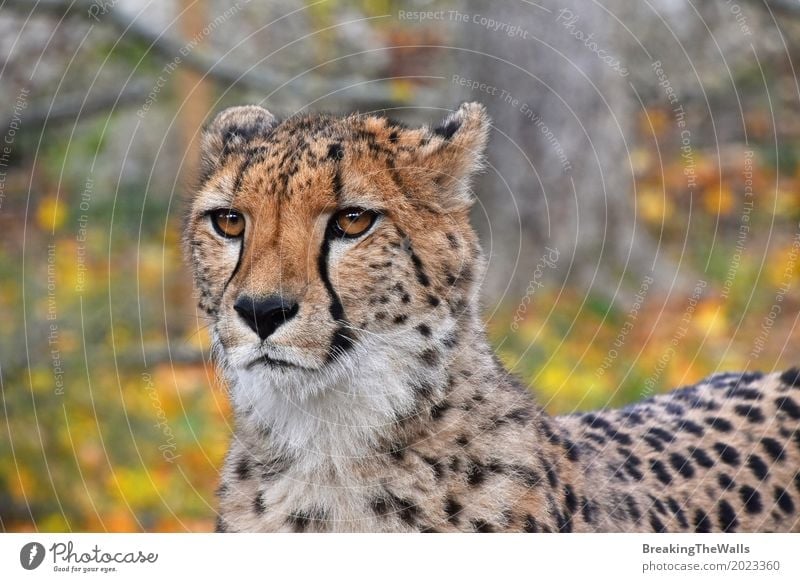 Nahes hohes Vorderansichtporträt des Gepards Kamera betrachtend Tier Herbst Blatt Wildtier Katze Tiergesicht Zoo 1 laufen Blick stehen wild gelb grün Farbe