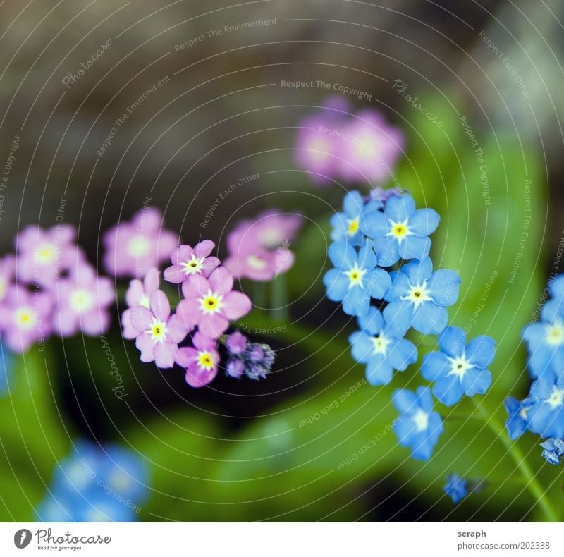 ...im Garten Vergißmeinnicht linum usitatissimum Blütenknospen Pflanze pflanzlich Botanik Blume niedlich klein rosa blau Detailaufnahme Hintergrundbild Lein