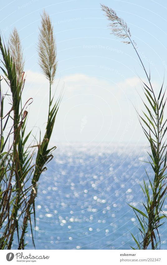 Meer Umwelt Natur Landschaft Urelemente Wasser Himmel Wolkenloser Himmel Horizont Sonnenlicht Sommer Schönes Wetter Wärme Pflanze Grünpflanze Küste Mittelmeer