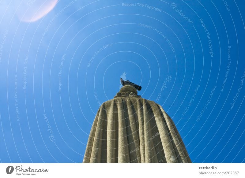 Taube aufm Denkmal Paris Frankreich Panthéon Statue Rücken Mantel Umhang Vogel sitzen Hinterkopf Himmel Sommer Schönes Wetter Wolkenloser Himmel blau