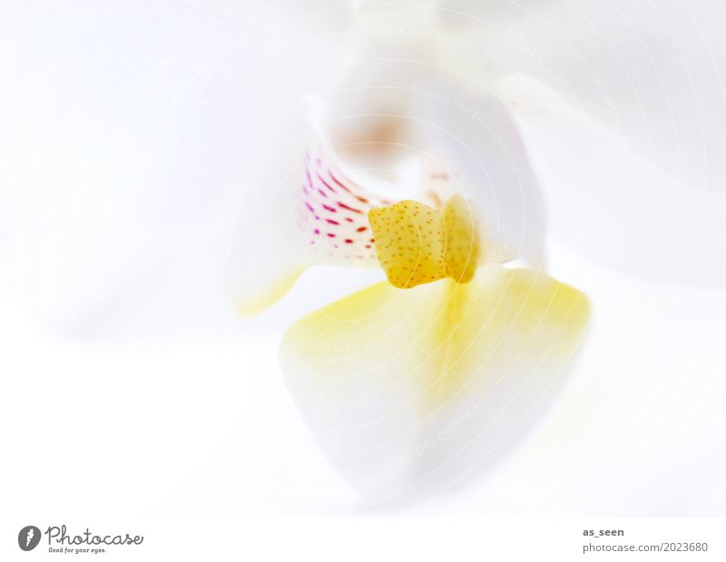 Weiße Orchidee Lifestyle Stil Design schön Körperpflege Wellness Leben harmonisch Sinnesorgane Hochzeit Natur Frühling Sommer Pflanze Blume Orchideenblüte