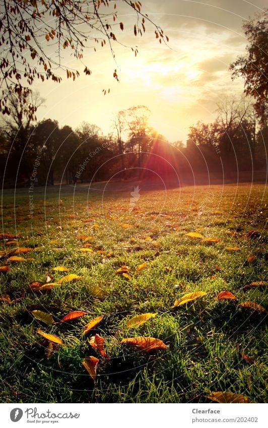 Herr Herbst am Morgen Natur Landschaft Himmel Sonnenaufgang Sonnenuntergang Gras Park Wiese Menschenleer saftig gelb gold Gefühle Glück Zufriedenheit