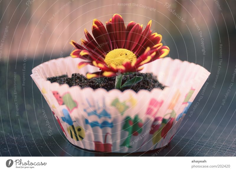 cupcake for you Muffin Blume Blüte Erde mehrfarbig Farbe Gefühle Natur Geschenk Geburtstag Gerbera Überraschung Kuchen rot gelb Blumentopf Menschenleer