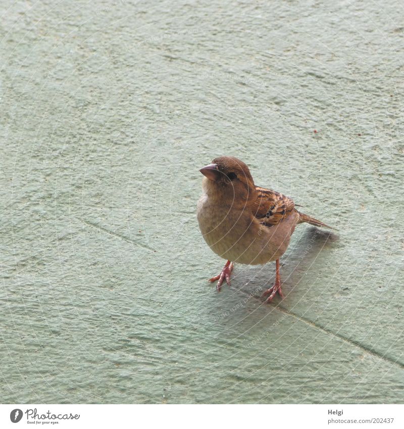 gib...gib...gib....büüüütttteee Tier Wildtier Vogel Flügel Krallen Spatz 1 beobachten Blick stehen warten authentisch listig natürlich Neugier niedlich klug