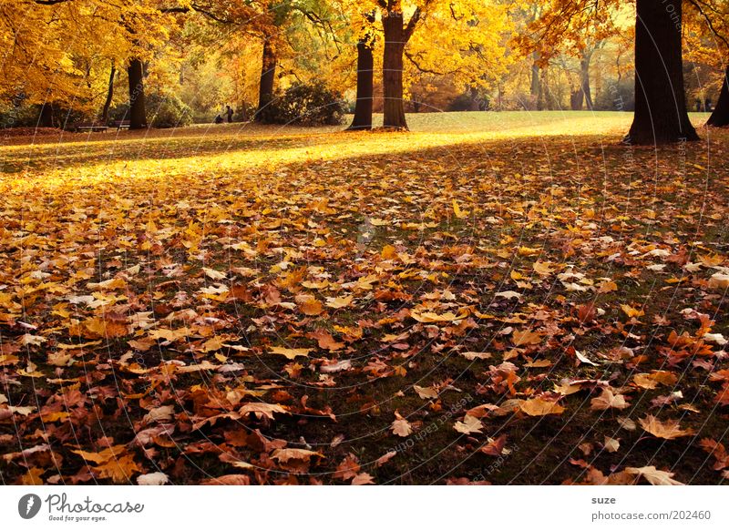 Es ist Herbst schön Umwelt Natur Landschaft Baum Blatt alt fallen ästhetisch gold Gefühle Zeit Herbstlaub herbstlich Jahreszeiten Laubwald Färbung Park