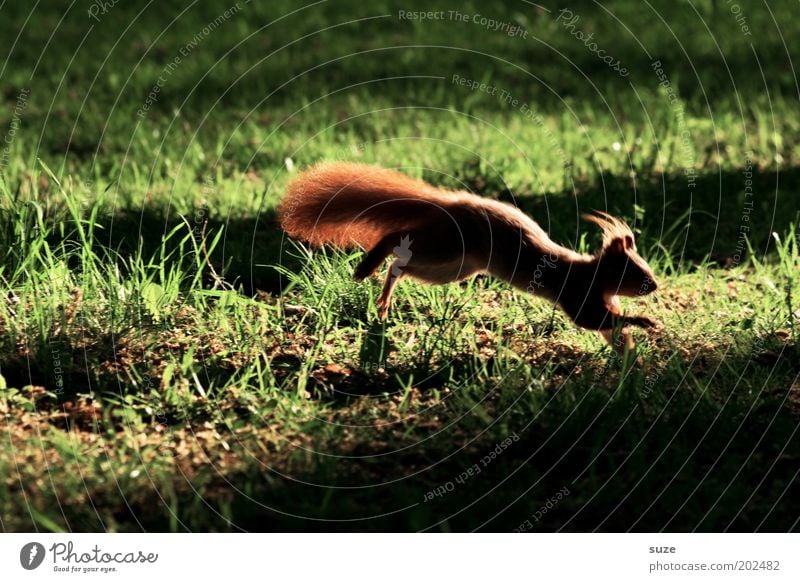 Vorsprung durch Technik Garten Umwelt Natur Tier Gras Park Wiese Wildtier Eichhörnchen Nagetiere 1 rennen springen authentisch klein niedlich grün Angst