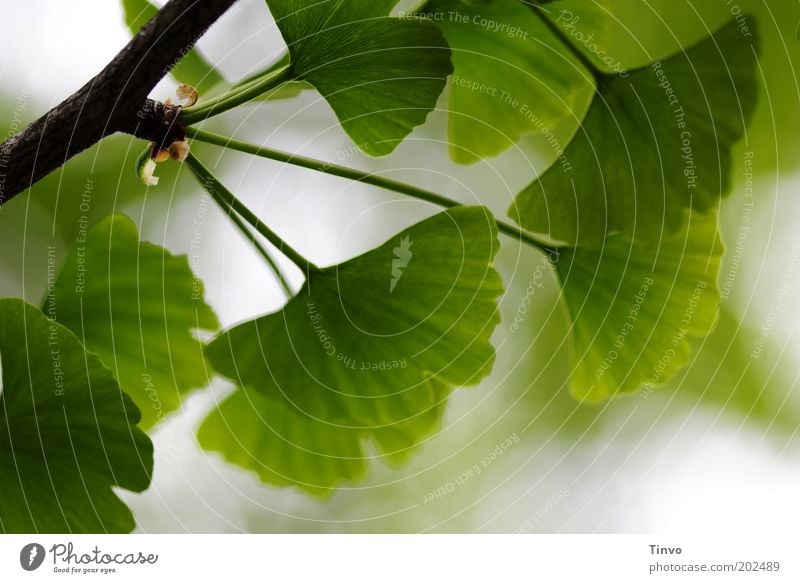 Ginkgo 3 Natur Frühling Pflanze Blatt Park grün fächerförmig Fernost Zweig Baum des Jahrtausends Kerben Laubbaum Wachstum Farbfoto Außenaufnahme Nahaufnahme