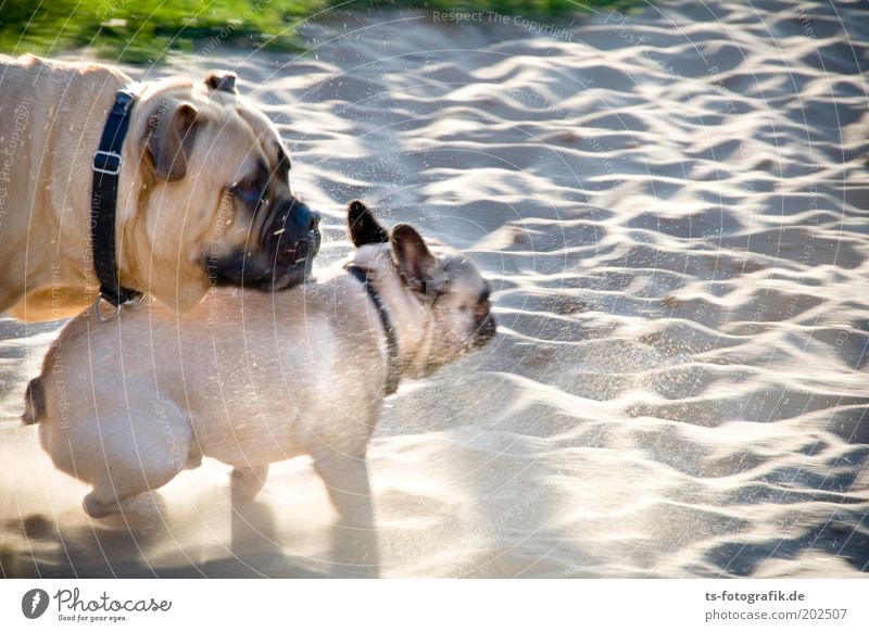 Foto-Finish Natur Sand Gras Park Strand Tier Haustier Hund Hundekopf Hundeschnauze Hunderennen Mops 2 laufen Spielen niedlich Geschwindigkeit braun grau Glück