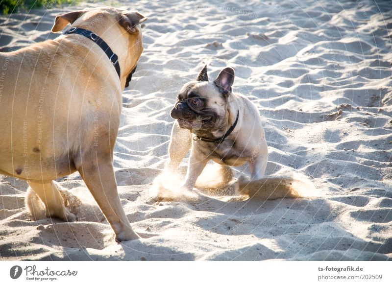 Los, spiel mit mir! Natur Sand Schönes Wetter Gras Strand Tier Haustier Hund Tiergesicht Hundeschnauze Hundekopf Hundeblick Mops 2 Brunft kämpfen Spielen