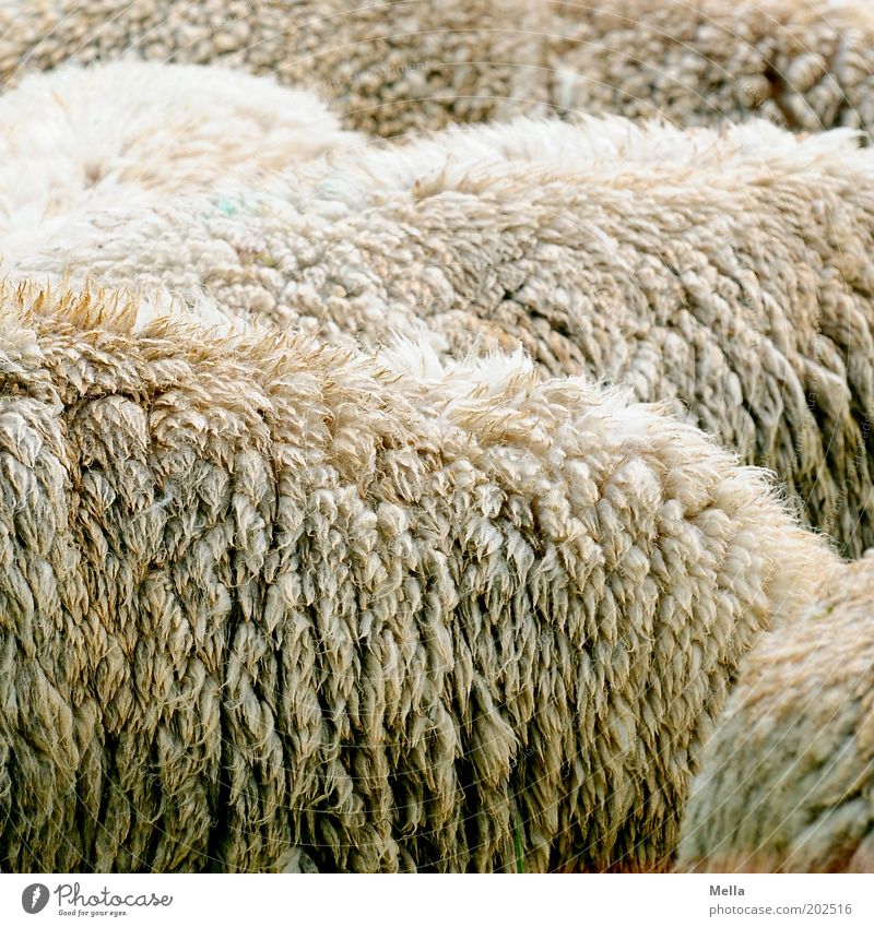 Voll Schaf Tier Nutztier Fell Tiergruppe Herde einfach nah Zusammensein Wolle Rohstoffe & Kraftstoffe Viehzucht Schafzucht Farbfoto Außenaufnahme Nahaufnahme
