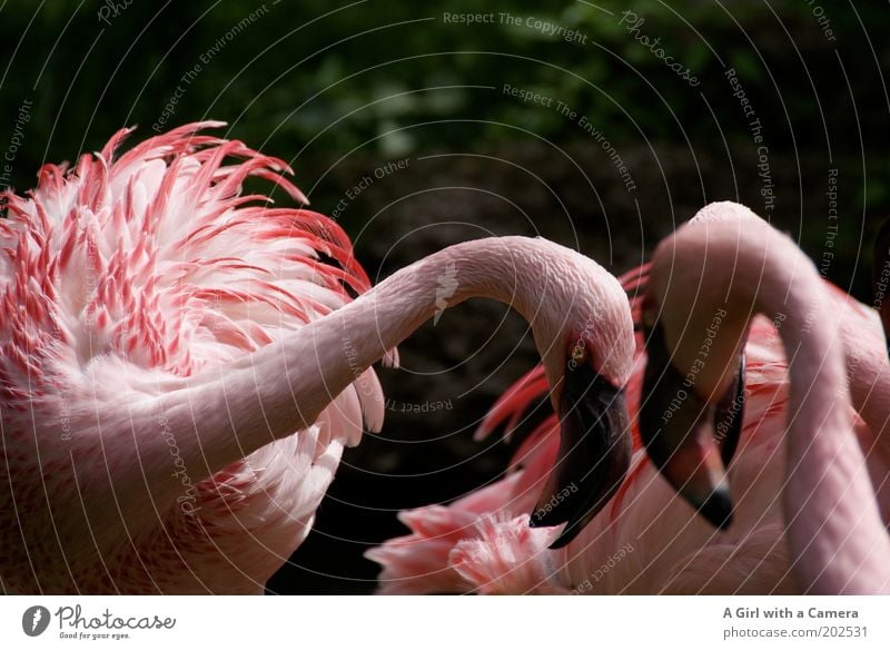 Schau mir in die Augen ..... Natur Tier Vogel Flamingo Tiergruppe rosa Aggression exotisch Farbe auffordern Brunft Afrika Schnabel abstrakt Zoo kämpfen Farbfoto