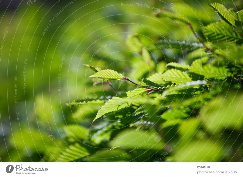 Hecke Natur Frühling Sommer Sträucher Blatt Grünpflanze Buchenblatt grün Umwelt Wachstum Farbfoto Außenaufnahme Strukturen & Formen Textfreiraum links
