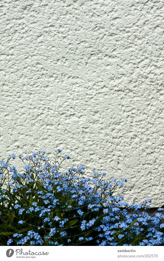 Vergisses! blau Blume Blüte Blühend Frühling Frühblüher Vergißmeinnicht myosotis sylvatica Raublattgewächs Stauden Bodendecker Romantik Putz rauhputz weiß Mauer