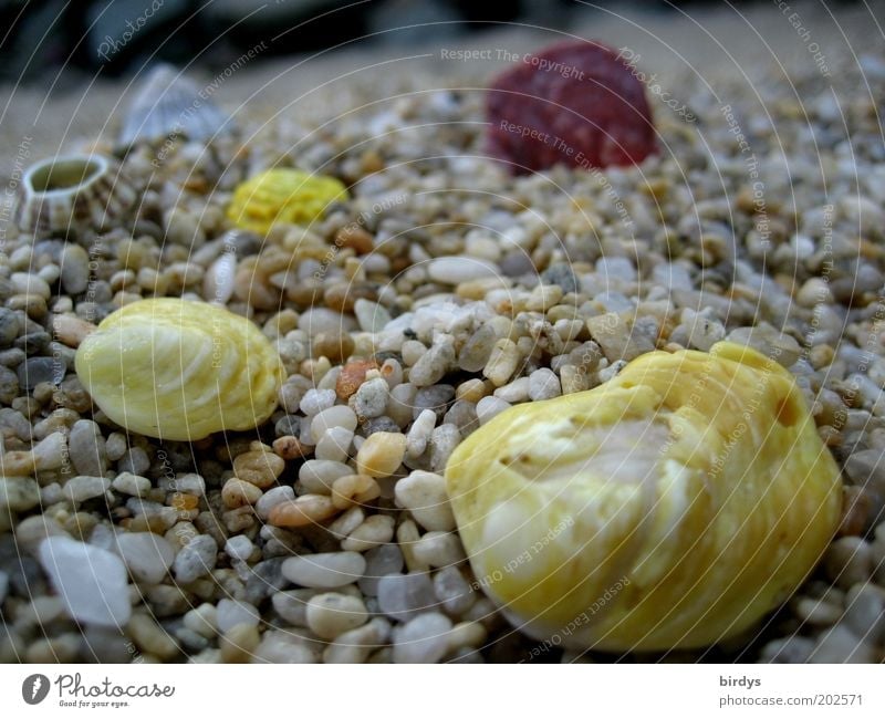 Playa Maya exotisch Strand Küste Muschelschale schön Farbe Kies mehrfarbig gelb Steinstrand Farbfoto Außenaufnahme Makroaufnahme Menschenleer Tag