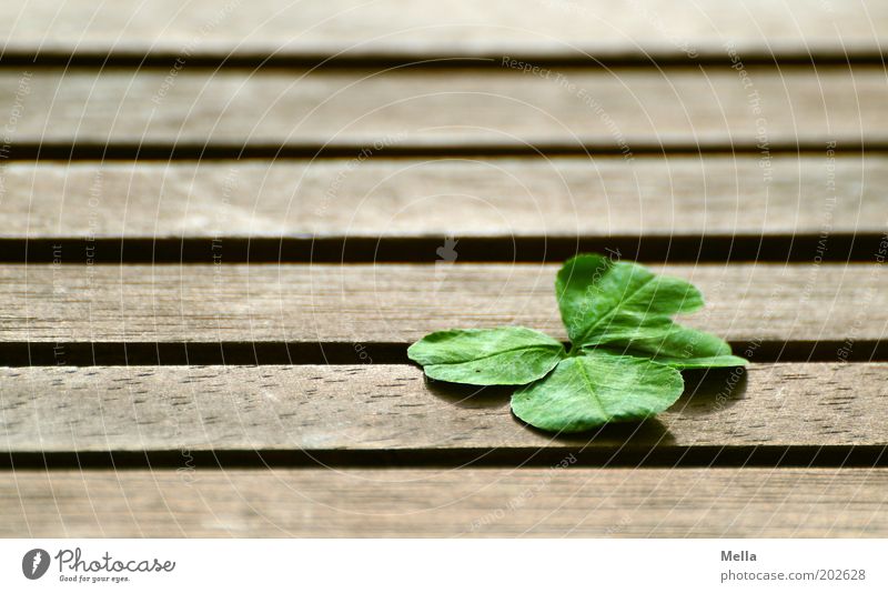Die Sache mit dem Glück Natur Pflanze Kleeblatt Holz Zeichen Linie Streifen Glücksklee Glücksbringer liegen einfach positiv Gefühle Glaube Religion & Glaube