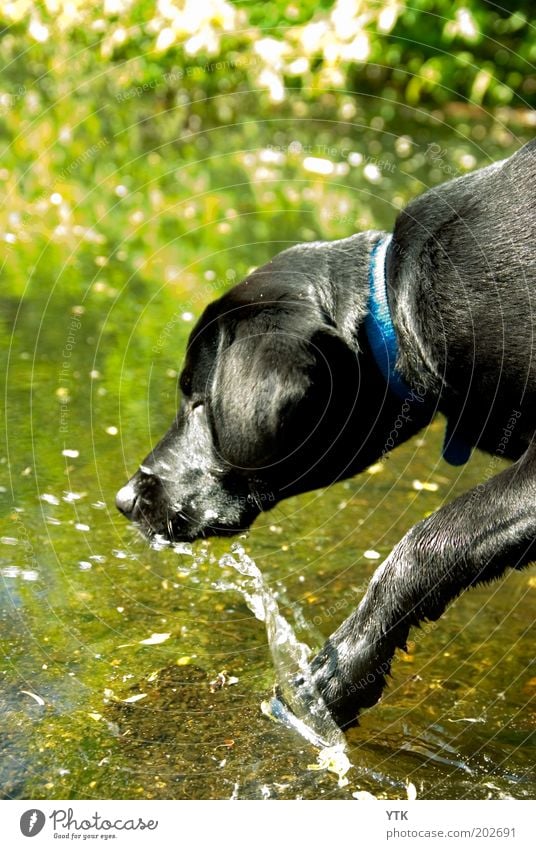 Splish Splash Natur Tier Wasser Wassertropfen Haustier Hund Pfote 1 Schwimmen & Baden Spielen frech Fröhlichkeit Wärme Bewegung Freude spritzen Kühlung Mut