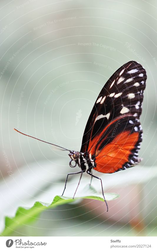 leicht und filigran - ein Schmetterling auf einem Blatt Tiger Longwing Tiger-Passionsblumenfalter Heliconius hecale Papilio hecale tropischer Falter