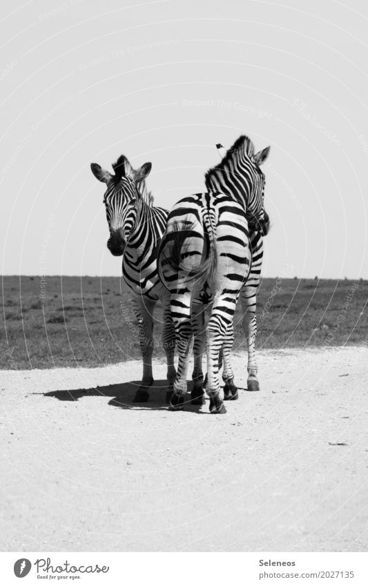 Richtungswechsel Ferien & Urlaub & Reisen Tourismus Ausflug Abenteuer Ferne Freiheit Safari Expedition Sommer Sonne Umwelt Natur Tier Wildtier Tiergesicht Zebra