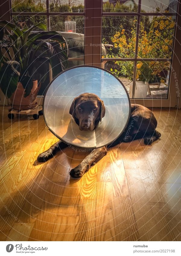 Labrador mit Halskrause Menschenleer Tier Haustier Hund Fell 1 liegen Krankheit braun Tapferkeit Vertrauen Tierliebe Erholung Fürsorge Halskragen Wohnzimmer