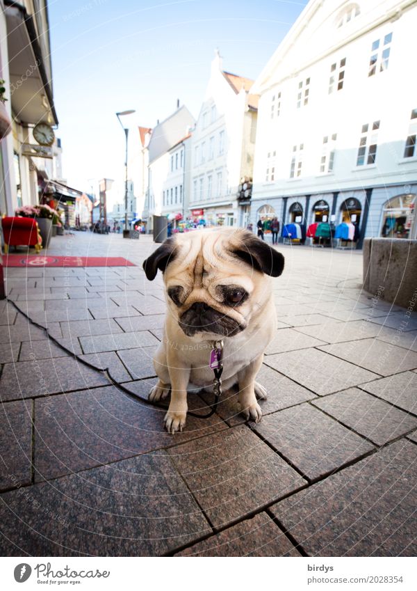 Sad Mops Lifestyle kaufen Himmel Stadt Stadtzentrum Fußgängerzone Haus Haustier Hund 1 Tier warten authentisch niedlich Gelassenheit Langeweile Traurigkeit