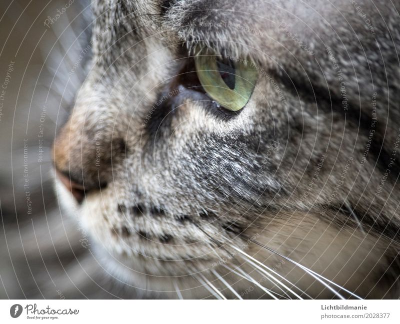 Katzengedanken Tier grauhaarig Haustier Tiergesicht Fell Katzenauge Katzennase Nase Schnurrhaar Maul Katzenmaul Tigerkatze Tigerfellmuster Katzenkopf atmen