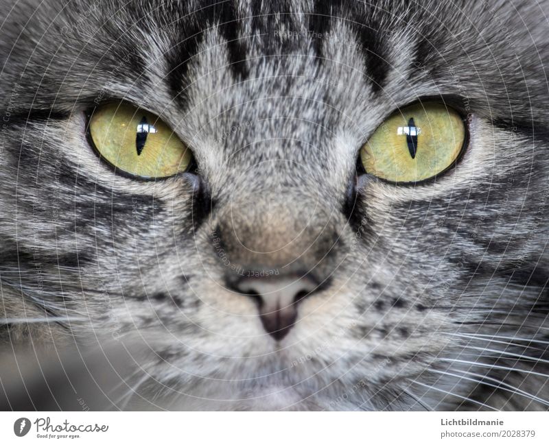 Im Visier Katze Schön Grün Ein Lizenzfreies Stock Foto Von