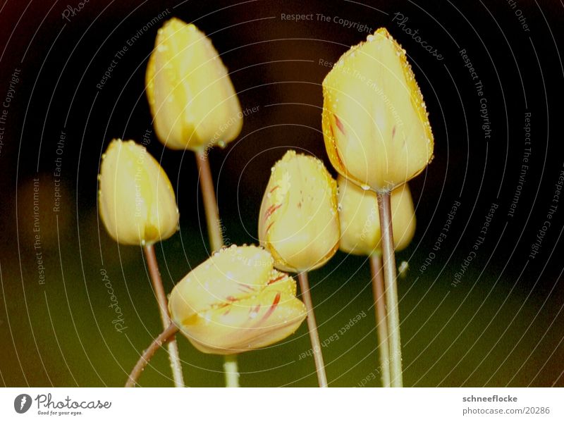 Gelbe Tulpen gelb Blume Blüte mehrere