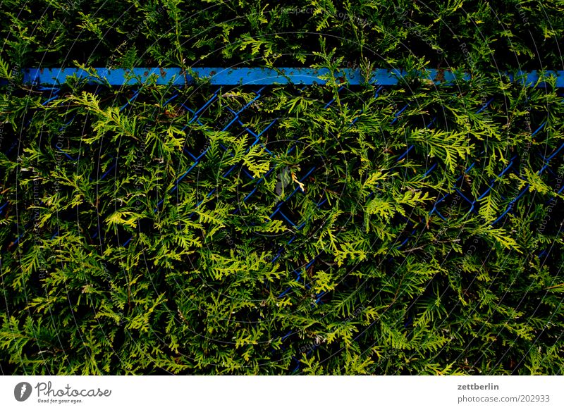 Zaun und Hecke Maschendraht Maschendrahtzaun Garten Gartenzaun Wachstum Urwald Farn Konifere Lebensbaum blau grün Barriere geschlossen