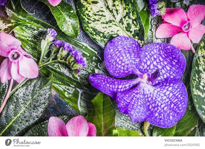 Tropische Blumen, Orchideen und grüne Blätter Stil Design Spa Sommer Natur Pflanze Blatt Blüte Grünpflanze Urwald Dekoration & Verzierung Blumenstrauß rosa