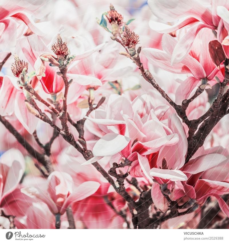 Rote Magnolienblüte auf Magnolienbaum Design Garten Natur Pflanze Frühling schlechtes Wetter Baum Blume Sträucher Blatt Blüte Park Blühend rosa