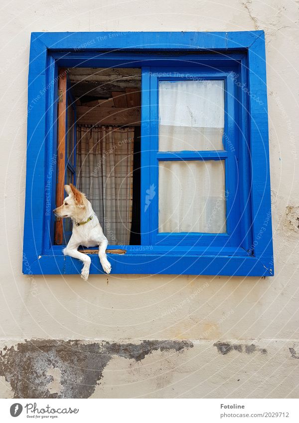 Was n da los? Haus Hütte Mauer Wand Fassade Fenster Tier Haustier Hund Tiergesicht Fell Pfote 1 hell weich blau beobachten Blick gemütlich Haushund