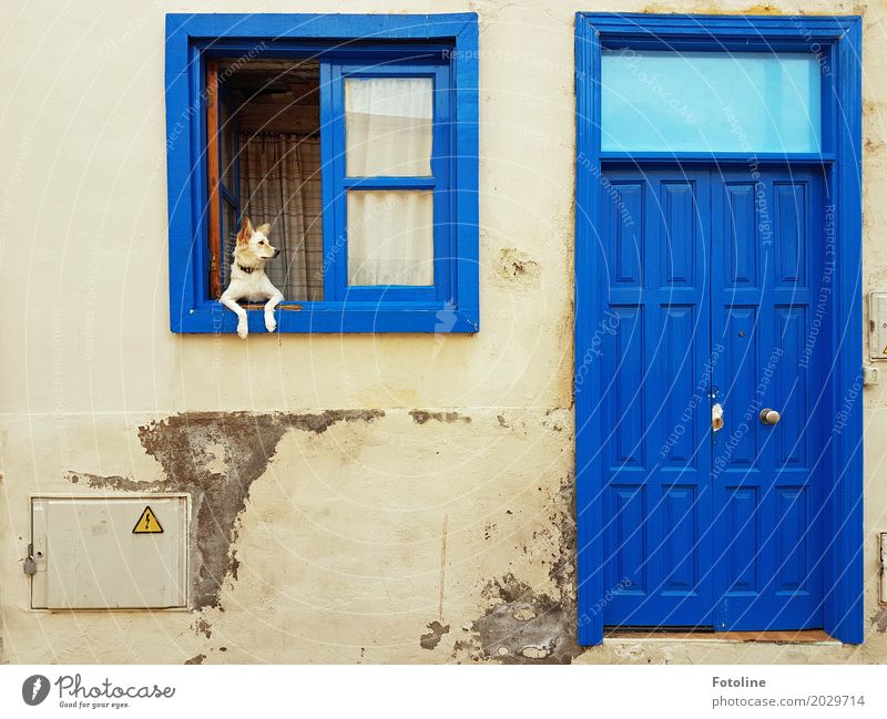 He komm zurück! Haus Mauer Wand Fassade Fenster Tür Tier Hund Tiergesicht Fell Pfote 1 blau grau Haushund Fensterbrett Fensterscheibe direkt beobachten Neugier