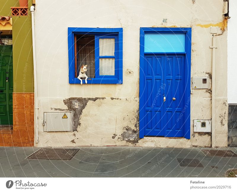 Streetart Haus Mauer Wand Fassade Fenster Tür Tier Haustier Hund Fell Pfote 1 blau grau grün orange Haushund bewachen Kontrolle Fensterscheibe Fensterrahmen