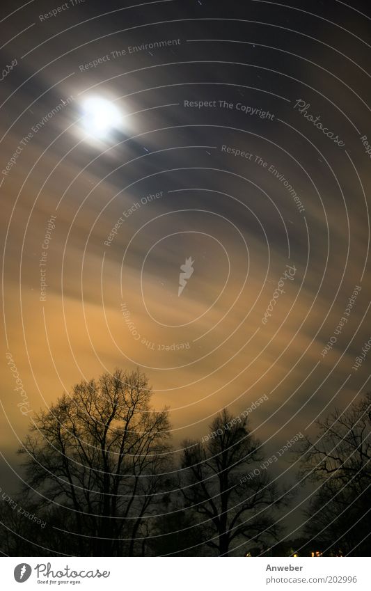 Langzeitbelichterer Nachthimmel Umwelt Natur Landschaft Himmel Wolken Stern Mond Vollmond Wetter Schönes Wetter Sturm Baum Geschwindigkeit gelb schwarz Reinheit