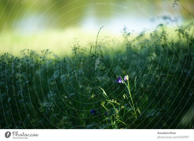 Spotlight Umwelt Natur Landschaft Pflanze Sonnenlicht Frühling Wetter Blume Wiese Wachstum Duft frei Wärme Farbfoto Außenaufnahme Menschenleer Licht