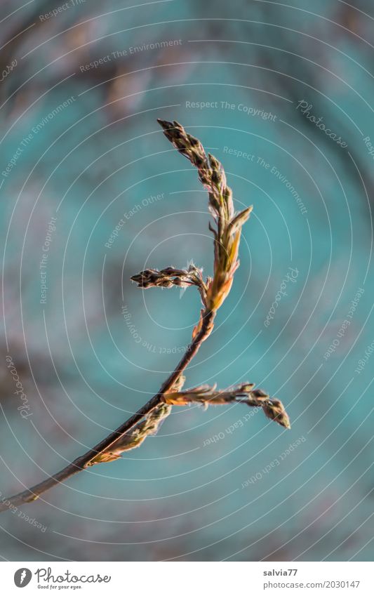 Knospen Natur Himmel Frühling Pflanze Sträucher Zweige u. Äste Blattknospe Blütenknospen Trieb Wachstum natürlich positiv blau braun Frühlingsgefühle ruhig Duft