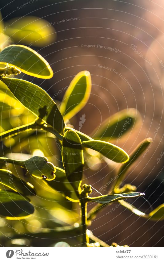 Mistel Natur Pflanze Frühling Schönes Wetter Blatt Wildpflanze gelb grün Gesundheitswesen Volksglaube Strukturen & Formen Farbfoto Gedeckte Farben Außenaufnahme