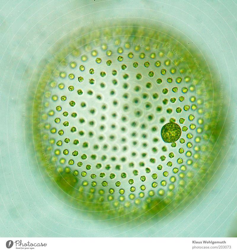 Volvoxalge bei ca. 200facher Vergrößerung im Durchlicht Pflanze Grünpflanze exotisch fantastisch blau grün Mikroskop Farbfoto Experiment Strukturen & Formen