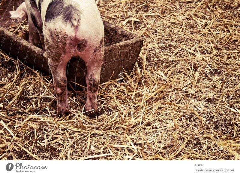 Schweinskram Ernährung Bioprodukte Dorf Haustier Fressen rosa Tierliebe Ferkel gefleckt Stroh Stall tierisch Saustall Säugetier Farbfoto mehrfarbig