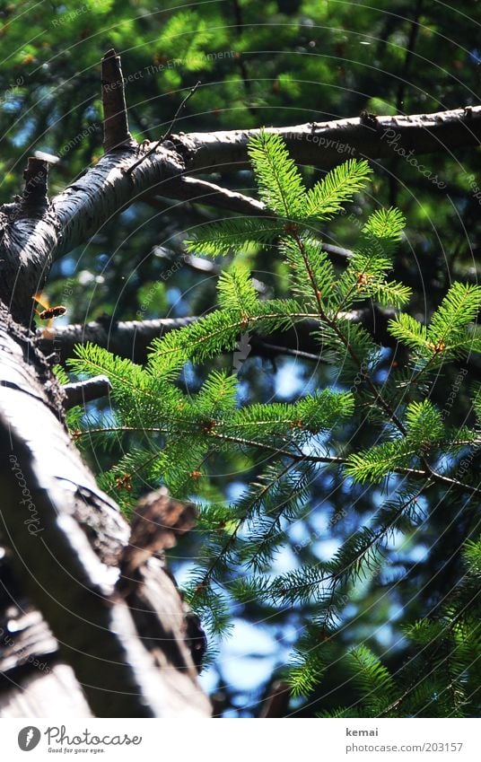 Waldwespe Umwelt Natur Tier Sonnenlicht Sommer Klima Schönes Wetter Wärme Baum Blatt Grünpflanze Wildpflanze Tanne Tannennadel Tannenzweig Baumstamm Ast Zweig