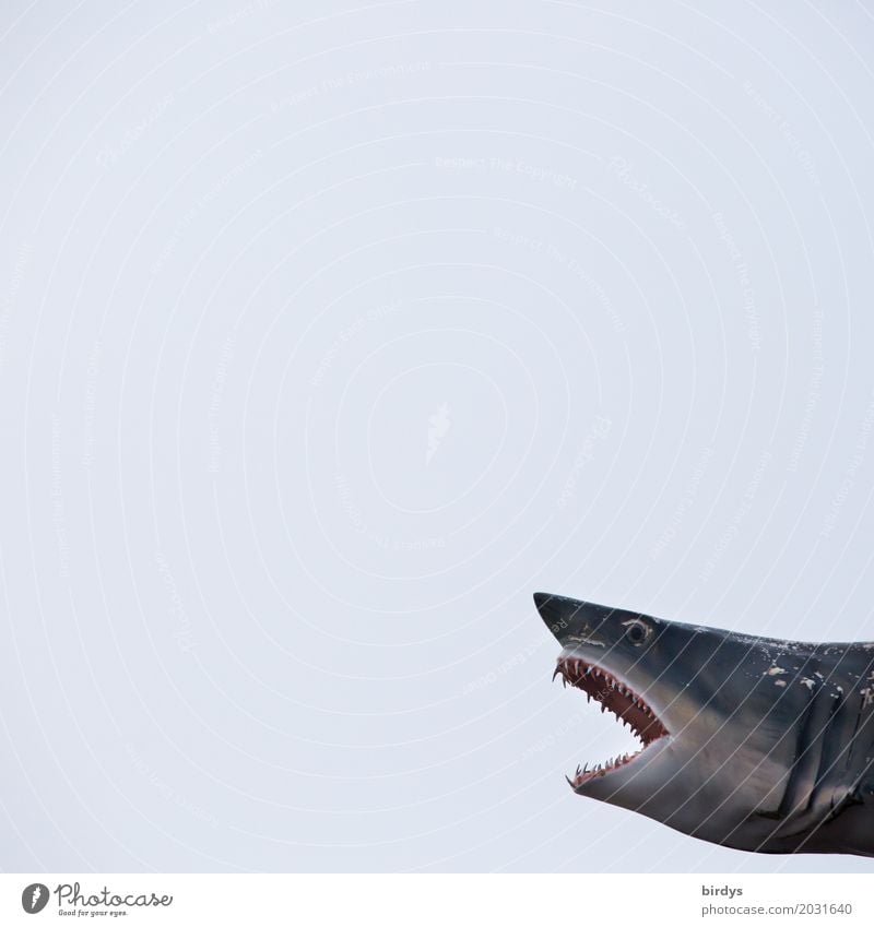Sharky Fisch Haifisch Ein Lizenzfreies Stock Foto Von Photocase