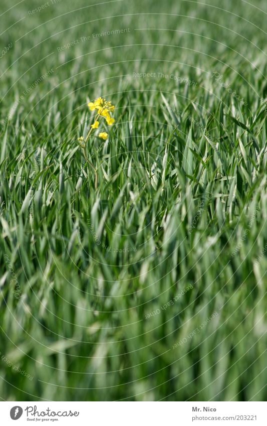 Einzelkämpfer Umwelt Natur Frühling Sommer Pflanze Nutzpflanze Feld gelb grün Frühlingsgefühle Wachstum Weizen Weizenfeld Raps Getreide Süßgras Menschenleer