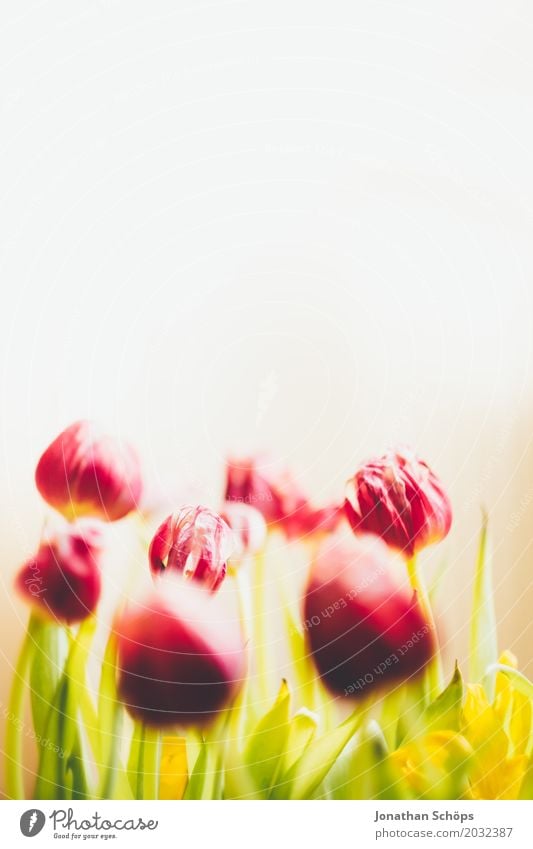 Tulpenstrauß II Sommer Garten Frühling Blume Blatt Blüte Wiese Blumenstrauß Liebe Wachstum grün violett rosa rot Geschenk Vor hellem Hintergrund Blühend Farbe